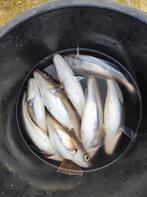 Wijting, Watersport en Boten, Ophalen of Verzenden