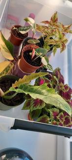 Planten pakket, Huis en Inrichting, Kamerplanten, Ophalen