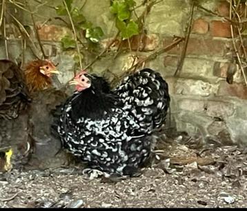 3 cochin kriel hennen beschikbaar voor biedingen