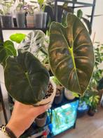 Alocasia Regal Shield plantje, Ophalen