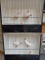 exotische vogels, Tropenvogel