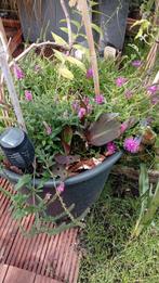DruivenLaar met grote boompot tekoop!, Tuin en Terras, Ophalen, Vaste plant, Halfschaduw, Zomer