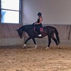 Lieve en knappe bwp merrie familiepaard, Dieren en Toebehoren, Merrie, Springpaard, Gechipt, 170 tot 175 cm