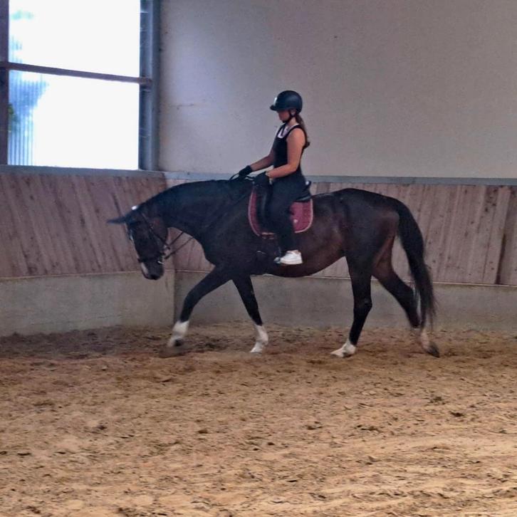 Lieve en knappe bwp merrie familiepaard, Dieren en Toebehoren, Paarden, Merrie, L, 170 tot 175 cm, 11 jaar of ouder, Springpaard