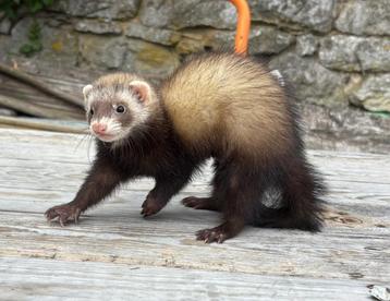Jeune furet femelle zibeline, Mai, Femelle