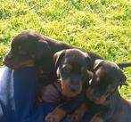 Dobermann puppy's te koop, CDV (hondenziekte), Meerdere dieren, België, Eén hond