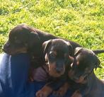 Dobermann puppy's te koop, Dieren en Toebehoren, Honden | Bulldogs, Pinschers en Molossers, CDV (hondenziekte), Meerdere dieren