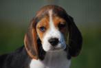 Beagle pups, Beagle, 15 weken tot 1 jaar, Buitenland, CDV (hondenziekte)