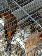 Cage, Enlèvement, Neuf, Métal, Cage à oiseaux