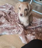 Prachtig langharig teefje met stamboom, België, 8 tot 15 weken, Teef, Dwerg