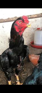 Shamo haan, Dieren en Toebehoren, Pluimvee, Kip
