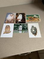 Verzameling postkaarten met uilen 48 stuks, Verzamelen, Verzenden, 1980 tot heden, Gelopen, Vogel