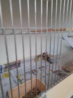 distelvink man (bloem of elsputter), Dieren en Toebehoren, Vogels | Overige Vogels, Wildzangvogel, Geringd