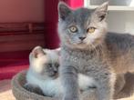 Kittens britse korthaar . Mogen verhuizen, Dieren en Toebehoren, Meerdere dieren, Gechipt, 0 tot 2 jaar
