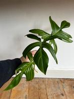 Philodendron Grey Ghost stek, Enlèvement ou Envoi