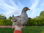 2 Brahma Kuik blauw porselein, Kip