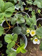 Aardbeien planten 50 stuks voor 50 euro, Jardin & Terrasse, Plantes | Jardin, Enlèvement ou Envoi