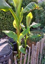 Bananenscheuten, Ophalen, Overige soorten