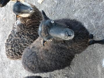 Oussant schapen  beschikbaar voor biedingen