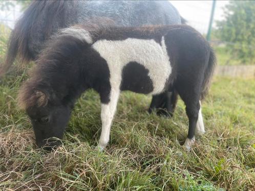 Shetland veulen, Dieren en Toebehoren, Pony's, Merrie