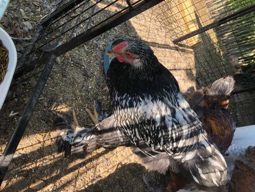 Jonge Brahma’s, Dieren en Toebehoren, Pluimvee, Kip