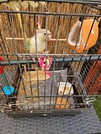 Pyrrhura is geringt een tam, Dieren en Toebehoren