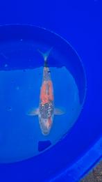 4(japanse) koi, Dieren en Toebehoren, Vissen | Vijvervissen