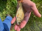 Mooie visjes te koop., Dieren en Toebehoren, Vissen | Vijvervissen, Karper of Koi
