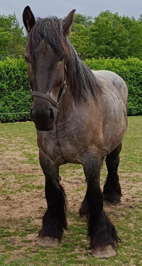 Trekpaard merrie, Dieren en Toebehoren, Paarden, Merrie, Onbeleerd, 160 tot 165 cm, 3 tot 6 jaar, Tuigpaard, Met stamboom, Gechipt