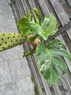 Monstera Deliciosa Albo Variegated n1, Ophalen of Verzenden