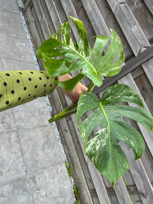Monstera Deliciosa Albo Variegated n1, Huis en Inrichting, Kamerplanten, Ophalen of Verzenden