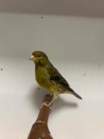 2-2 wilde kanarie ( in nl ), Plusieurs animaux, Oiseau chanteur sauvage, Bagué