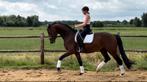 Weidemaatje/recreatiepaard, Dieren en Toebehoren, Paarden, Met stamboom, Ruin, M, 7 tot 10 jaar