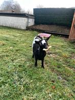 Dwerggeit mieke, Chèvre