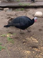 Kalkoen hen, Dieren en Toebehoren, Vrouwelijk, Kalkoen