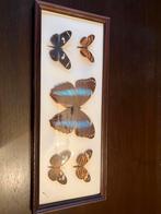 Espèces de papillons brésiliens, Collections, Enlèvement ou Envoi