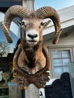 Mega mooi moeflon taxidermie, Ophalen of Verzenden