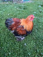 Tam haantje, Dieren en Toebehoren
