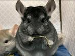 Te koop, Dieren en Toebehoren, Chinchilla, Mannelijk, Tam, Oktober