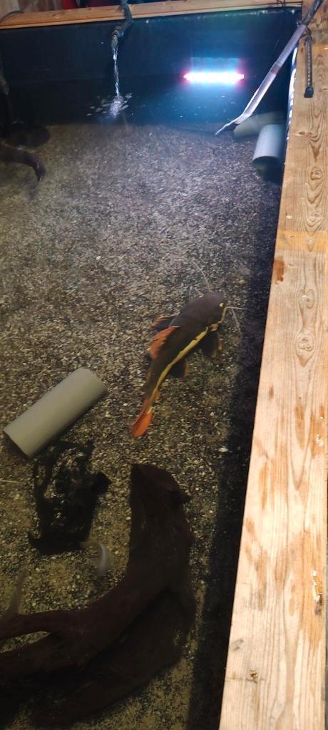 verwarmde binnen vijver, Dieren en Toebehoren, Vissen | Aquaria en Toebehoren, Gebruikt, Gevuld zoetwateraquarium, Ophalen