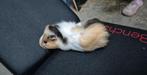 Cavia beertjes, Dieren en Toebehoren, Knaagdieren, Mannelijk, Cavia
