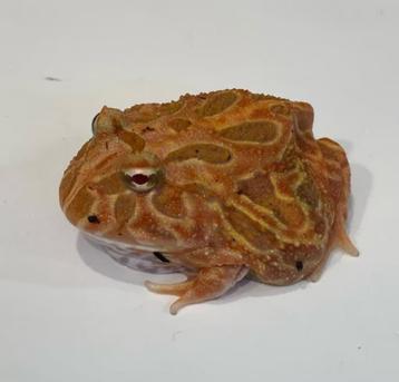 Pacman kikker – coffee en strawberry (albino verkocht) beschikbaar voor biedingen