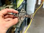 Prachtige L333 AAA aan spotprijs!, Dieren en Toebehoren, Vissen | Aquariumvissen