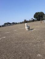 Alpaca hengst met stamboom, Dieren en Toebehoren, Oktober, Mannelijk