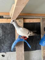 Syrische duiven, Dieren en Toebehoren