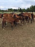 Newforest veulens te koop, Dieren en Toebehoren, Paarden