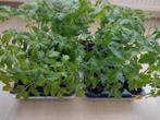 TOMATENPLANTEN, Tuin en Terras, Ophalen