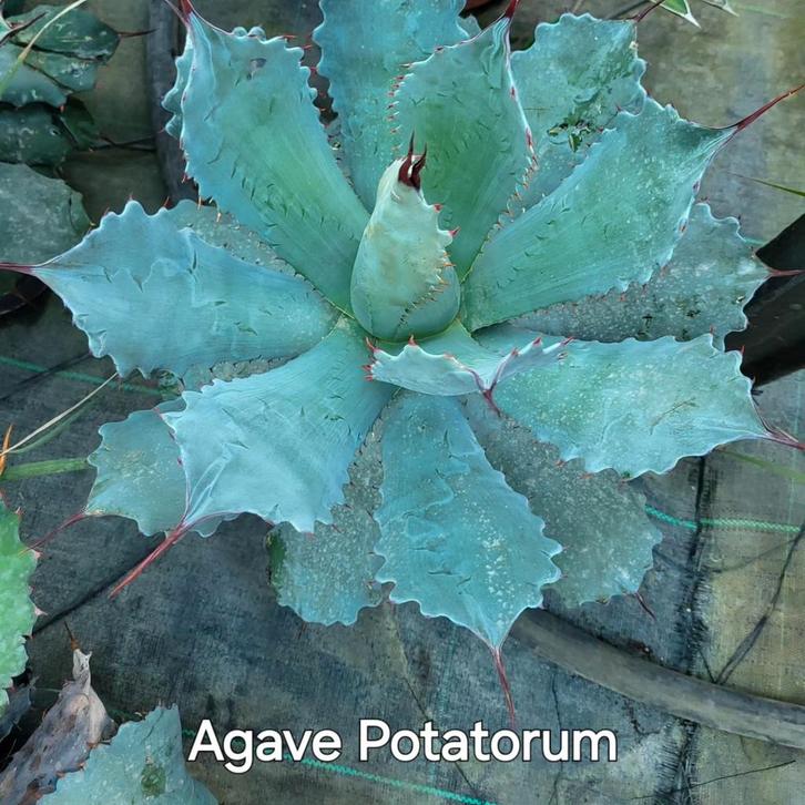 Agave Potatorum, Tuin en Terras, Planten | Bomen, Ophalen of Verzenden