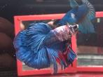 Halfmoon longfin marble betta
