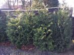 Coniferen: grotere en kleinere planten., Tuin en Terras, Planten | Struiken en Hagen, Ophalen, Conifeer, Haag, Minder dan 100 cm